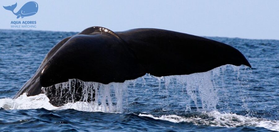 Pico Island: Azores Whale & Dolphin Watching on Zodiac Boat - Quick facts about the Pico whale watching trip