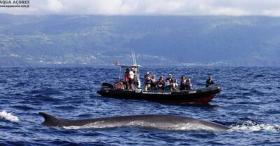 Pico Island: Azores Whale & Dolphin Watching on Zodiac Boat