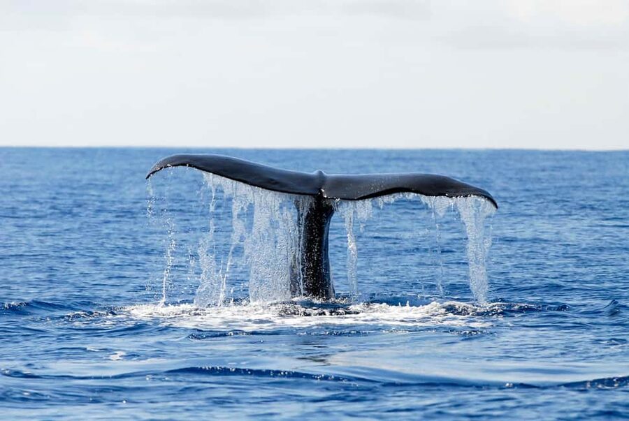 Pico Island: Azores Whale & Dolphin Watching on Zodiac Boat - The guide adds meaning to each sighting