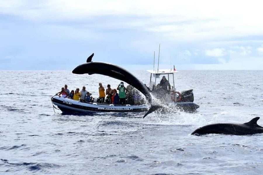 Pico Island: Azores Whale & Dolphin Watching on Zodiac Boat - Who will enjoy this most?
