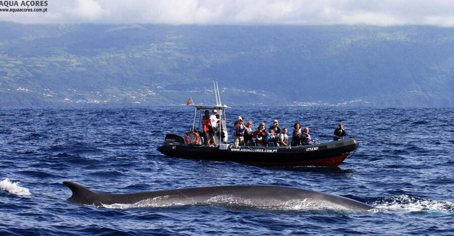 Pico Island: Azores Whale & Dolphin Watching on Zodiac Boat - What the Zodiac ride is really like