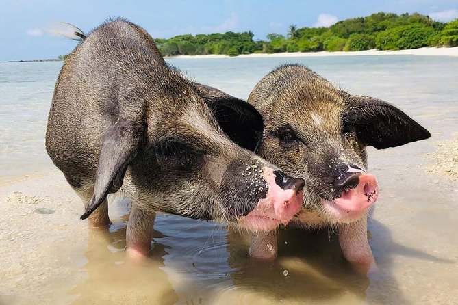 Pig Feeding, Kayaking, Snorkeling Trip at Pig Island By Speedboat From Koh Samui - Pig Island is more than a pig photo stop
