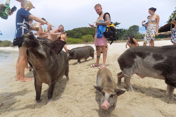 Pig Feeding, Kayaking, Snorkeling Trip at Pig Island By Speedboat From Koh Samui - Koh Tan brings the snorkeling