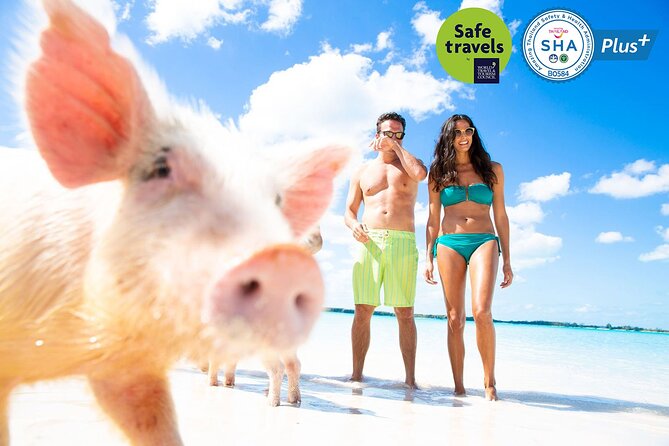 Pig Feeding, Kayaking, Snorkeling Trip at Pig Island By Speedboat From Koh Samui - The speedboat ride is a bright spot