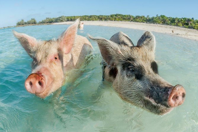 Pig Island Experience By Speed Boat, Snorkeling, Kayaking Relaxing on the Beach - Lunch, water, and the practical comforts
