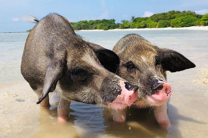 Pig Island Experience By Speed Boat, Snorkeling, Kayaking Relaxing on the Beach - Speedboat travel and group size