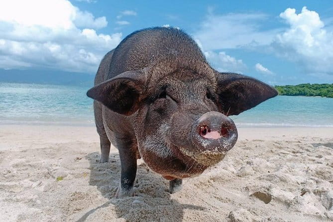 Pig Island & Koh Tan Tour by Speed Boat (Snorkeling & Kayaking) - Key points to know before you book