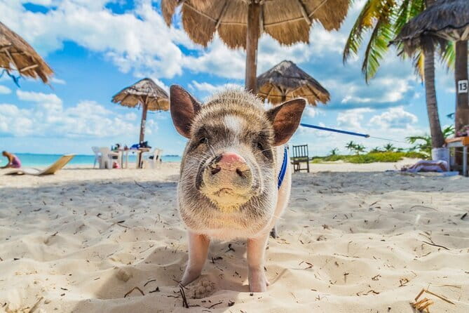 Pig Island & Koh Tan Tour by Speed Boat (Snorkeling & Kayaking) - Timing, transfers, and the shape of the day