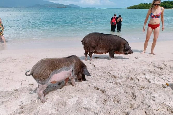 Pig Island & Koh Tan Tour by Speed Boat (Snorkeling & Kayaking) - Leaving Thong Krut Pier by speedboat