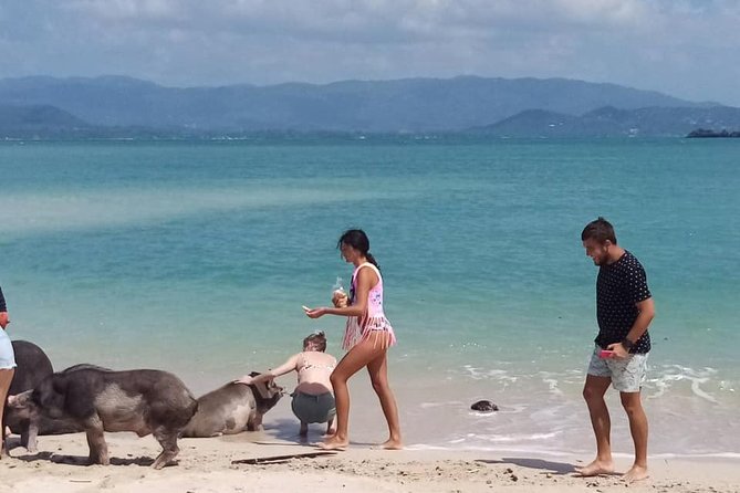 Pig Island Snorkeling & Sightseeing Tour By Speedboat From Koh Samui - The guide and transfer service can shape the day