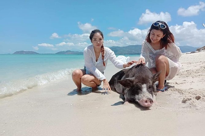 Pig Island Snorkeling & Sightseeing Tour By Speedboat From Koh Samui - Who will enjoy this tour most