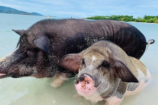Pig Island Snorkeling & Sightseeing Tour By Speedboat From Koh Samui - Lunch and included equipment add real value