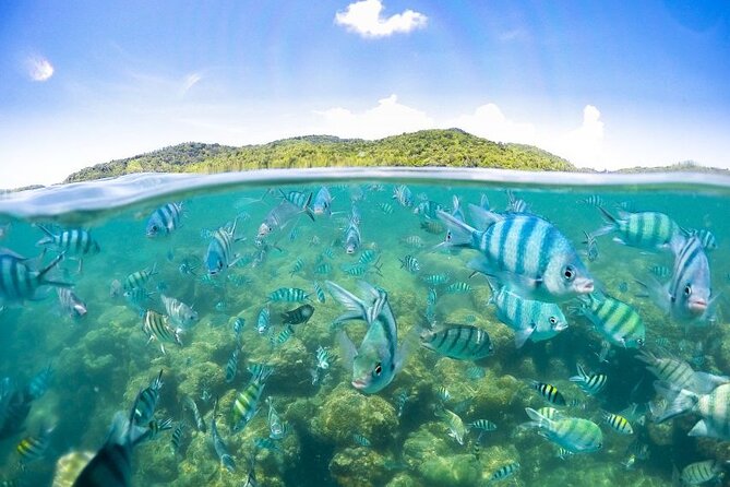 Pig Island Tour by Speedboat with Snorkeling - Lunch at Koh Tan Coral Beach Restaurant