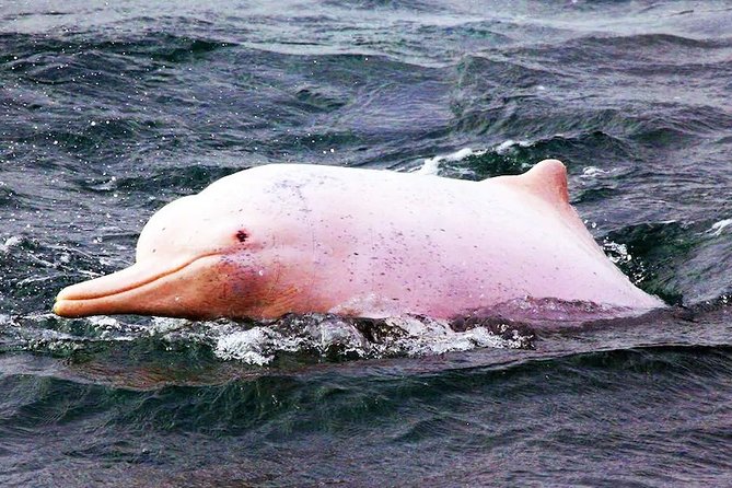 Pink Dolphin Spotting & Pig Island Speedboat Tour From Koh Samui - A wild dolphin search, not a marine park show