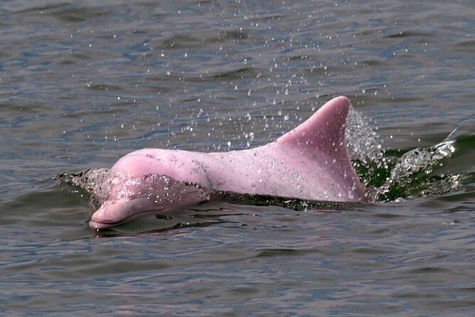 Pink Dolphin Spotting & Pig Island Speedboat Tour From Koh Samui - Pig Island and its free-roaming residents