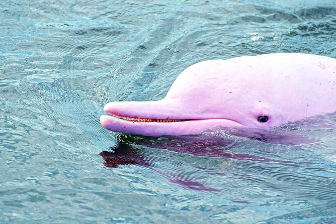 Pink Dolphin Spotting & Pig Island Speedboat Tour From Koh Samui - What the $87.19 price really covers