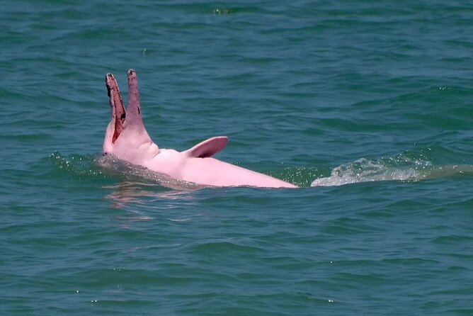 Pink Dolphin Spotting & Pig Island Speedboat Tour From Koh Samui - Speedboat comfort and group size