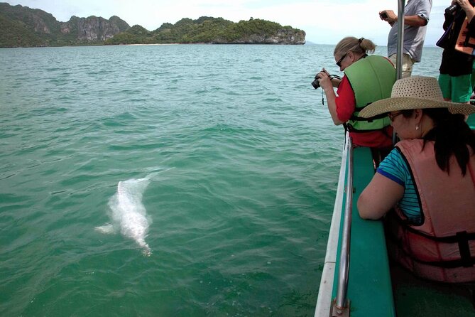 Pink Dolphin Spotting & Pig Island Speedboat Tour From Koh Samui - Who will enjoy this most