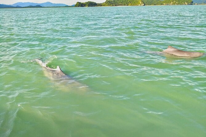 Pink Dolphin Spotting & Pig Island Speedboat Tour From Koh Samui - Weather, cancellation, and what to pack