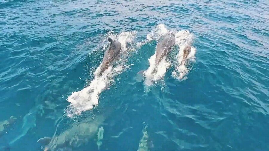 Portimão: Benagil Sea Caves Speedboat Adventure Tour - Alfanzina Lighthouse and Carvalho Beach