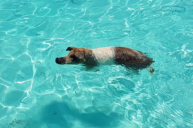 Powerboat and Snorkel Experience with Swimming Pigs and Turtles - Quick takeaways from the water