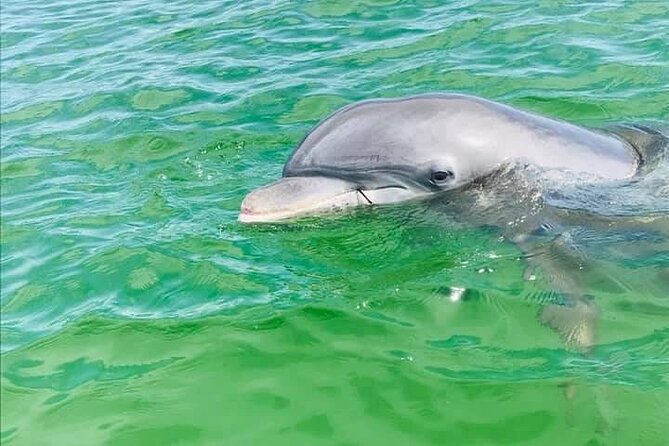 Private 3 Hour Powerboat Dolphin Cruise with Remote Beach Stop up to 6 guests - Key points at a glance