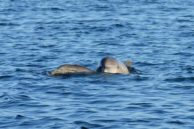 Private 3 Hour Powerboat Dolphin Cruise with Remote Beach Stop up to 6 guests - Naval Air Station Pensacola from the water