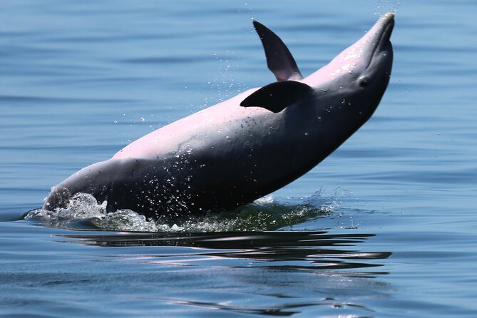 Private 3 Hour Powerboat Dolphin Cruise with Remote Beach Stop up to 6 guests - Is $525 a fair price?