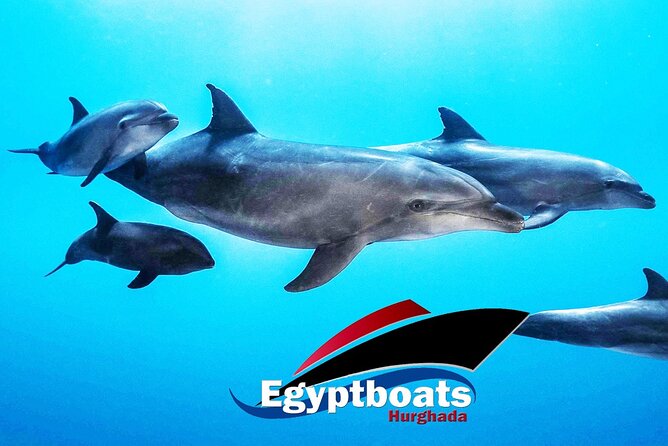 PRIVATE! | 4-hour Speed Boat Trip | Swim With Dolphins, Snorkeling & Island - Searching the Red Sea for dolphins