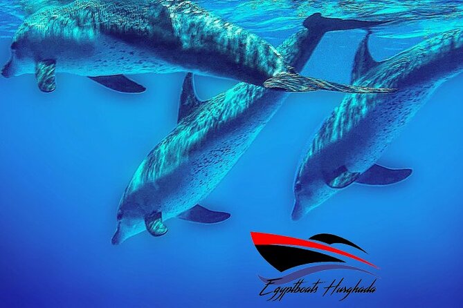 PRIVATE! | 4-hour Speed Boat Trip | Swim With Dolphins, Snorkeling & Island - Carless Reef, 30 minutes among coral and fish