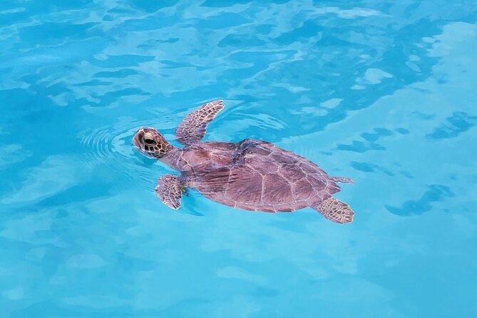 Private Speed Boat Charter in St Maarten & Nature Reserve - Pinel Island for shallow water and lunch