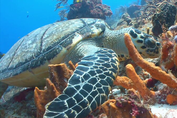 Private Speed Boat Charter to Anguilla - Drinks, snorkeling gear, and the practical extras