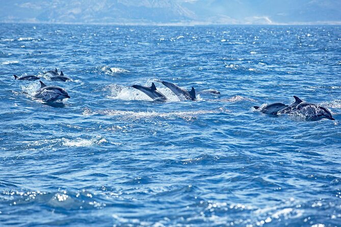 Private Speed Boat Experience To Dolphin House in Hurhgada - Reaching Dolphin House by private speedboat