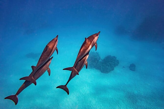 Private Speed Boat Experience To Dolphin House in Hurhgada - Who will enjoy this four-hour outing