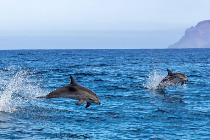 Private Speed Boat Experience To Dolphin House in Hurhgada - Should you book the Dolphin House speedboat?