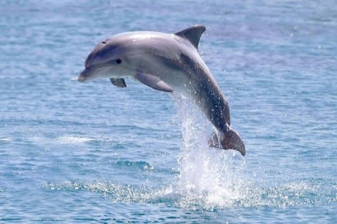 Private Speed Boat Snorkeling with Dolphins Trip - Hurghada - Who will get the most from this trip?