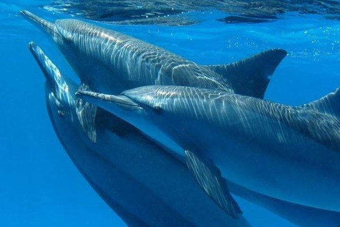 Private Speed Boat to Magawish Island's Hidden Wonders - Hurghada - Leaving Hurghada at noon