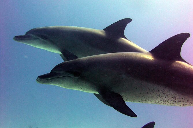 Private Speed Boat to Magawish Island's Hidden Wonders - Hurghada - Two snorkeling stops near the coral