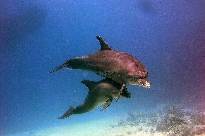 Private Speed Boat to Magawish Island's Hidden Wonders - Hurghada - Dolphin House and the limits of wild-animal encounters