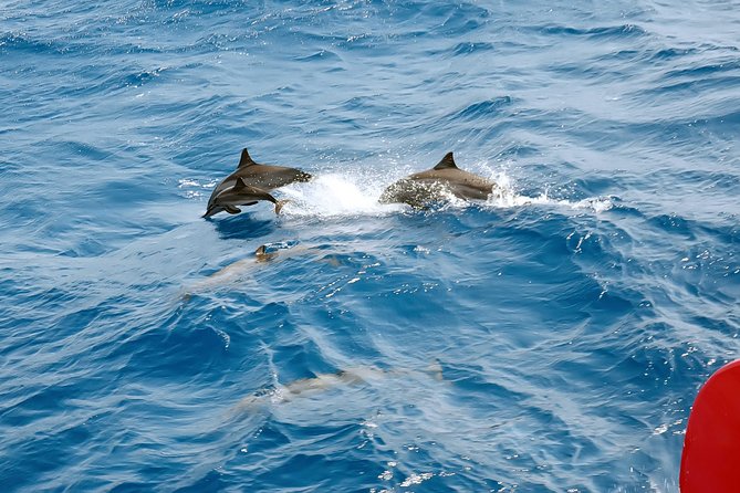 Private Speed Boat to Magawish Island's Hidden Wonders - Hurghada - Group size, safety, and service details