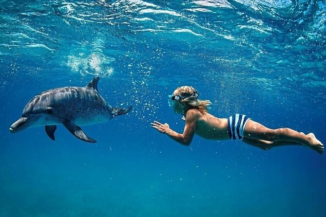 Private Speed Boat Tour and Dolphin Encounter at Ile aux Benitier - An early start for Tamarin Bay dolphins