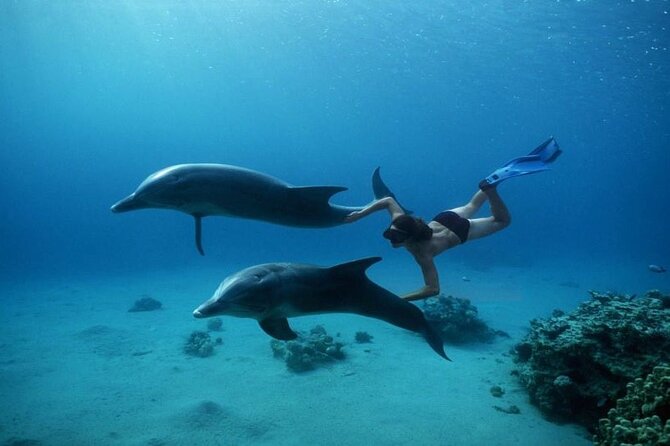 Private Speedboat Excursion Dolphin House Discovery - Hurghada - Safety, comfort, and the private group setup