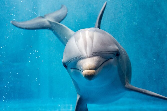 Private Speedboat Excursion Dolphin House Discovery - Hurghada - The speedboat ride to Dolphin House
