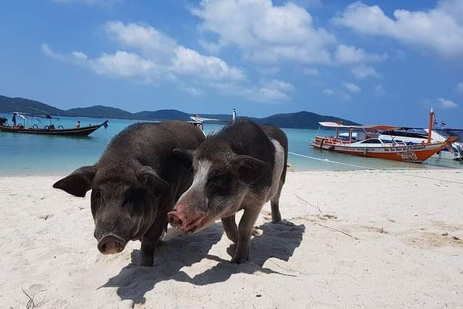 Private Speedboat Koh Tan & Pig Island Snorkeling from Samui - Koh Madsum, the Pig Island stop