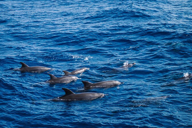 Private Speedboat swimming and Dolphin Watching in Hurghada - Key points before you book