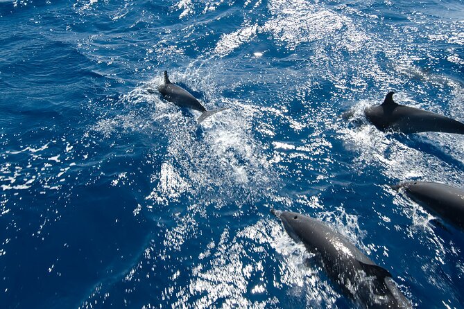Private Speedboat swimming and Dolphin Watching in Hurghada - Looking for dolphins in their natural habitat