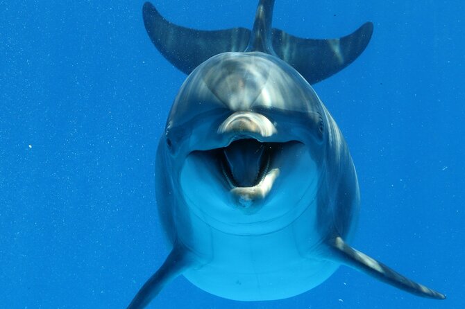 Private Speedboat To Dolphin House With Parasailing - Hurghada - What the private speedboat adds