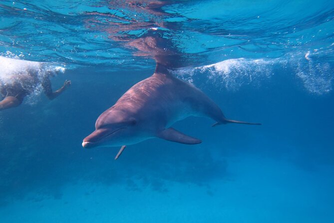 Private Speedboat To Dolphin House With Parasailing - Hurghada - Snorkeling at Dolphin House