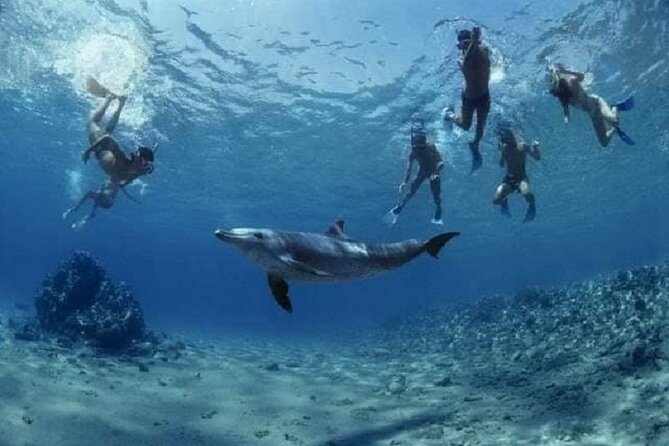 Private Speedboat To Dolphin House With Parasailing - Hurghada - Parasailing above the Red Sea