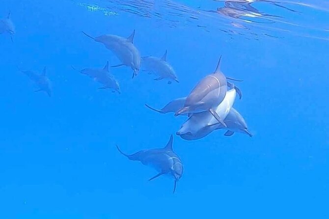 Private Speedboat To Dolphin House With Parasailing - Hurghada - Food, drinks, and practical comfort